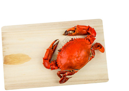 Scyllaserrata的顶端视图木切板上一只蒸螃蟹与白色背景隔绝背景图片