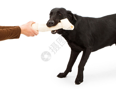 一只黑色拉布多犬与一个使用粗骨头的人玩背景图片