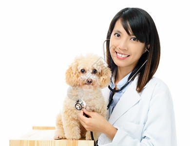 亚裔女兽医背景图片