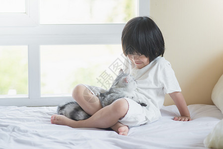 美短发小猫在白床上玩耍高清图片