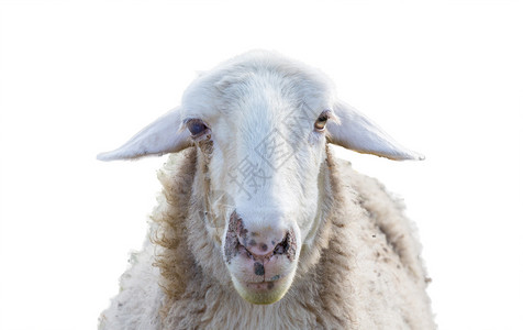 白色背景上羊头的前视图图片