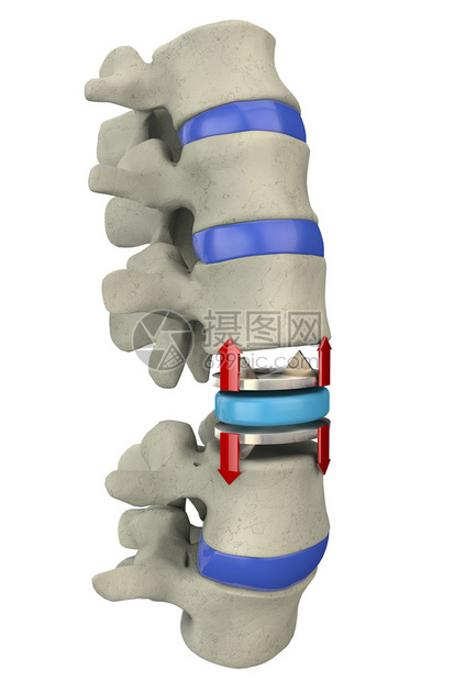 人体脊柱部分的3d插图图片