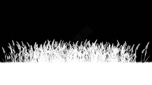 黑色剪影植物的3d渲染图片
