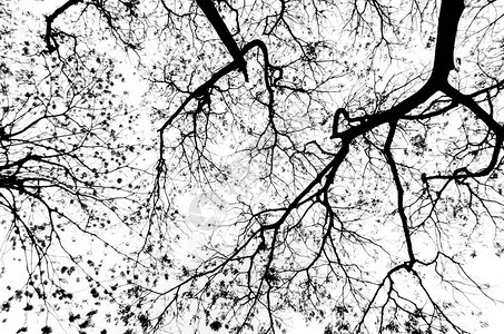 背景为白色的树木的抽象剪影图片