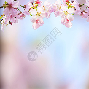 模糊背景前的樱花花枝图片