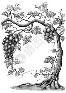 白色背景上的葡萄树手绘古图片
