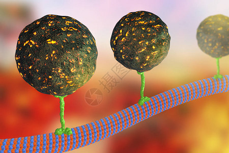 细胞内迁移动脉运动蛋白质传动分子通过微模体移图片