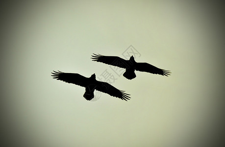 两只乌鸦飞翔的剪影图片