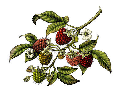 树莓枝植物古典插图短片图片