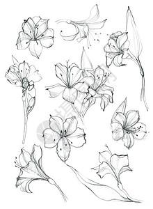 六出花的手绘花卉草图背景图片
