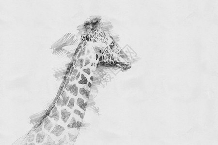 Giraffe用铅背景图片