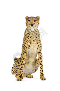 Cheetah的拍摄工作室图片