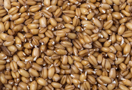 小麦胚芽背景的特写图片