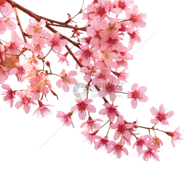 白色背景前的樱花枝图片