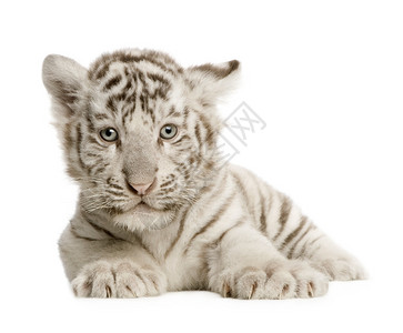 在白色背景面前的白虎幼图片