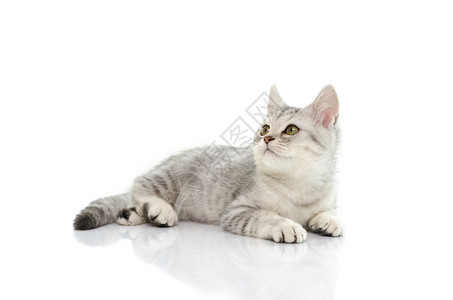 孤立的白色背景上的可爱银色小猫图片