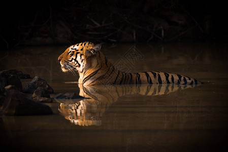 孟加拉虎躺在阴暗的水坑里图片