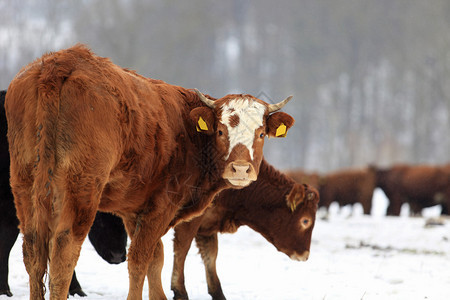 冬天中的农场动物图片