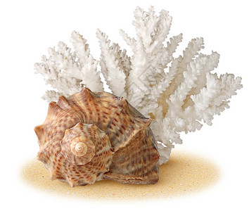 海壳和珊瑚在沙子图片