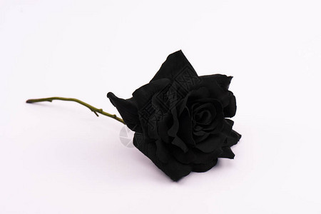 黑色和盛开的玫瑰白色背景图片