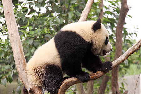 树上的小熊猫背景图片