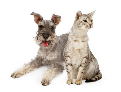 一只微型雪纳瑞犬和一只Ocicat品种猫坐在白色背景下两只宠物都有相背景图片