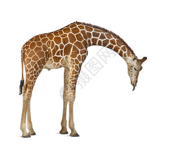 索马里的Giraffe图片