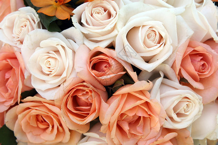 粉红和白玫瑰图片