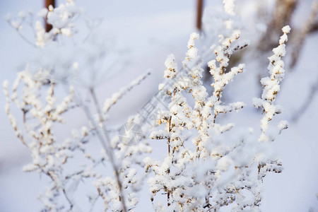 雪冻寒冷的冬天附近图片