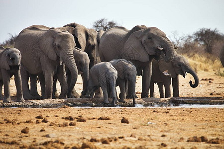 非洲大象LoxodonAfricana在纳米比亚的Etosha图片