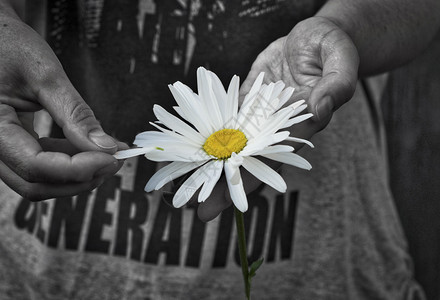 人手中的雏菊花彩色洋甘菊的黑白图像背景图片
