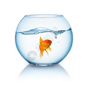 一只愤怒的金鱼在一条被隔离在白色背景上的鱼缸里图片