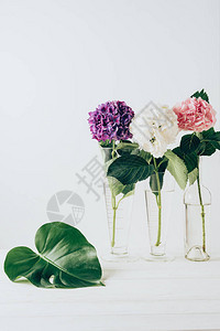 玻璃花瓶中的粉色紫色和白色绣球花图片