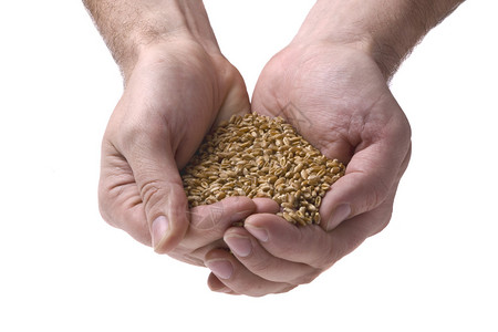 人手中的麦粒白色背景图片