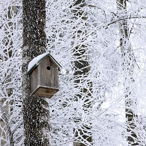 冬天挂在树上的木制鸟舍图片