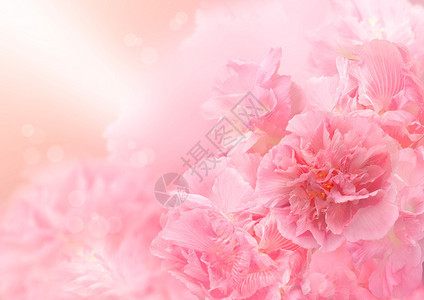 粉红色的花朵背景抽象的大花美丽的花朵图片