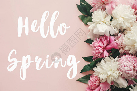 你好春天的文字标志在时尚的牡丹平躺粉红色和白色牡丹在柔和的粉背景图片