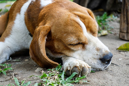 一只小猎犬在草坪上休息图片