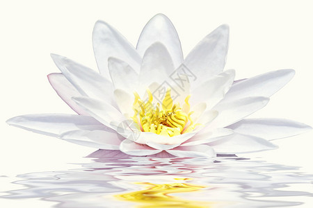 漂浮在水中的美丽白莲花背景图片