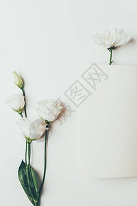 灰色上美丽嫩白花的顶视图背景图片