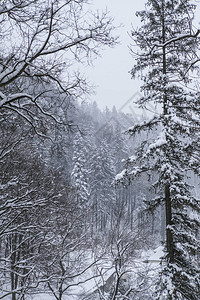 冬至雪景白雪皑的松树雪景背景