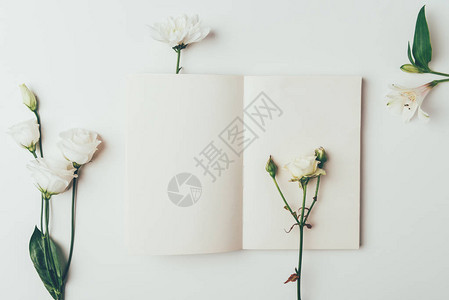 新鲜嫩白盛开的花朵和灰色空白背景图片