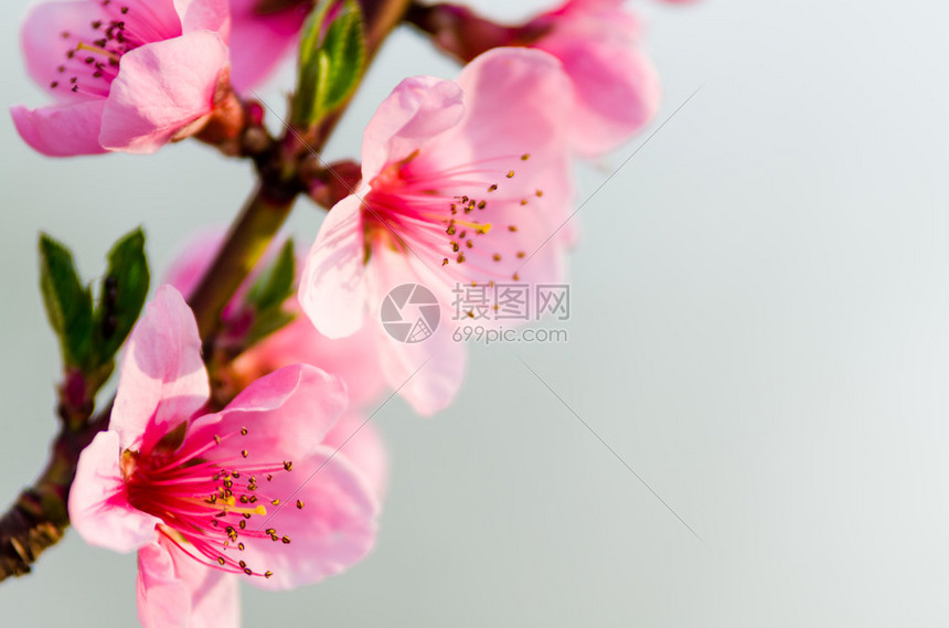 春天桃花开近景图片