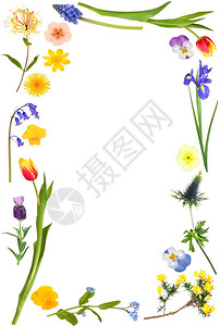 葡萄风信子大花朵选择形成白色背景的抽象边框info插画