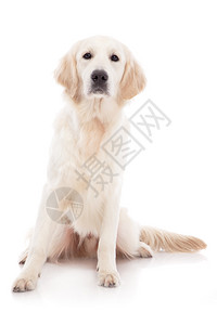 金毛猎犬的肖像图片