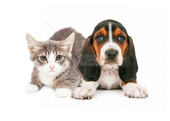 小可爱小猫咪和巴塞特猎狗一起在白种图片