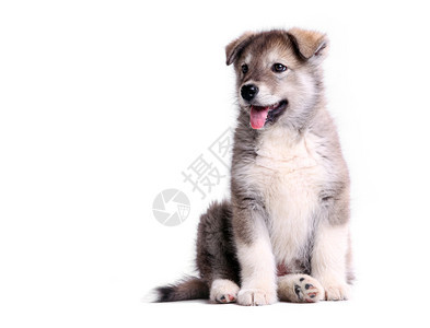 阿拉斯加的马拉穆特小狗被背景图片