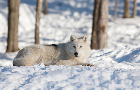 加拿大冬季雪中休息的北极野狼Canislupusa图片
