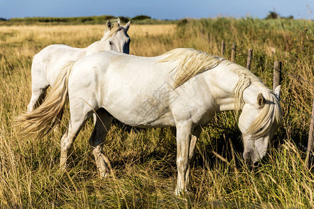 美丽的白马在牧地草地法兰西图片