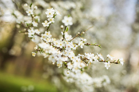 抽象的季节春天花卉背景开满杏白花的树枝对于带有复制空间图片